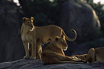 African lion {Panthera leo} pride resting on top of Kopje, Serengeti NP, Tanzania