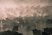 Wildebeest {Connochaetes taurinus} mass on migration, Serengeti NP, Tanzania