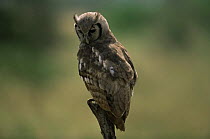 Verreaux's / Eagle owl {Bubo lacteus} Serengeti NP, Tanzania