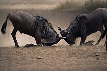 Wildebeest {Connochaetes taurinus} bulls fighting in rutting season, Serengeti NP, Tanzania