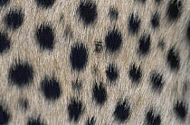 Flea {Pulicidae} amongst fur of Cheetah {Acinonyx jubatus} Masai Mara GR, Kenya