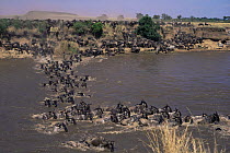 Wildebeest {Connochaetes taurinus} crossing the Mara river on migration, Masai Mara, Kenya