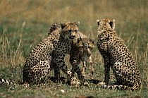 Cheetah {Acinonyx jubatus} cubs with Thomson gazelle fawn prey, which their mother has caught and maimed and they will now kill, Masai Mara GR, Kenya