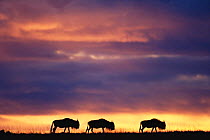 Three Wildebeest {Connochaetes taurinus} silhouetted at sunset, Masai Mara GR, Kenya