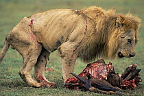 Old wounded, male African lion {Panthera leo} moves in to feed on Topi carcass once the main pride has finished feeding, Masai Mara GR, Kenya