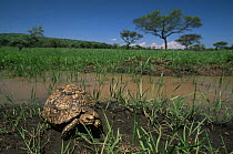 Leopard tortoise {Geochelone pardalis} Serengeti NP, Tanzania