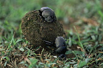 Dung beetles {Scarabaeidae} rolling dung, Serengeti NP, Tanzania