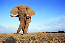 Large male African elephant {Loxodonta africana} Serengeti NP, Tanzania