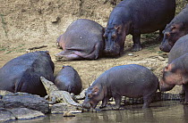 Hipopotamus {Hippopotamus amphibius} from group investigates Nile crocodile {Crocodylus niloticus} on banks of river, Serengeti NP, Tanzania
