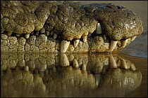 Nile crocodile {Crocodylus niloticus} close up of mouth and teeth, Serengeti NP, Tanzania