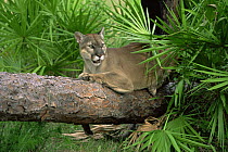 Puma / Florida panther {Felis concolor} resting on log amongst palmetto palms, captive, Florida, USA
