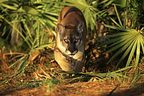Puma / Florida panther {Felis concolor} walking towards camera amongst palmetto palms, captive, Florida, USA