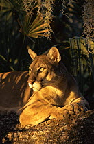 Puma / Florida panther {Felis concolor} resting in the sun, captive, Florida, USA