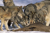 Grey wolf {Canis lupus} pack feeding on deer, captive, Canada