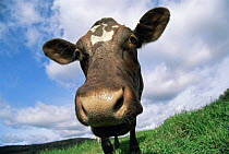 Domestic cow {Bos taurus} sniffing camera, milking shorthorn breed, USA