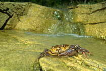 Freshwater crab {Potamon fluviatile} in Resina river, Umbria, Italy