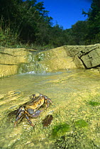 Freshwater crab {Potamon fluviatile} in Resina river, Umbria, Italy