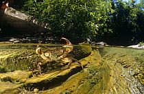 Split level image of Freshwater crab {Potamon fluviatile} in Resina river, Umbria, Italy