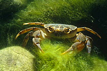Freshwater crab {Potamon fluviatile} underwater in Resina river, Umbria, Italy