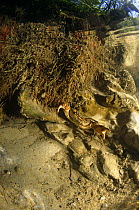 Freshwater crab {Potamon fluviatile} underwater in Resina river, Umbria, Italy