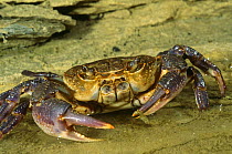 Freshwater crab male {Potamon fluviatile} Resina river, Umbria, Italy
