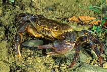 Freshwater crab {Potamon fluviatile} Resina river, Umbria, Italy