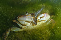 Freshwater crab {Potamon fluviatile} catching small fish underwater in Resina river, Umbria, Italy