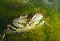 Freshwater crab {Potamon fluviatile} feeding on small fish underwater in Resina river, Umbria, Italy