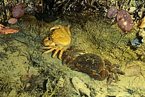 Freshwater crab {Potamon fluviatile} newly moulted, exuvia / shed skin on left, Resina river, Umbria, Italy
