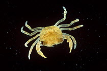 Baby Freshwater crab {Potamon fluviatile}  Resina river, Umbria, Italy