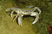 Juvenile Freshwater crab {Potamon fluviatile}  Resina river, Umbria, Italy. 2-3 years