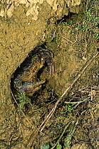 Freshwater crab {Potamon fluviatile} in den in river bank, Resina river, Umbria, Italy