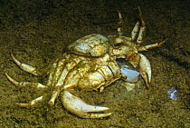 Shed carapace of Freshwater crab {Potamon fluviatile}  Resina river, Umbria, Italy
