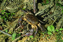 Freshwater crab {Potamon fluviatile}  Resina river, Umbria, Italy