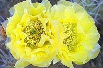 Prickly Pear Cactus flowers {Opuntia sp} Arches NP, Utah, USA