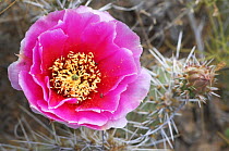 Desert Prickly Pear Cactus with pink flower {Opuntia sp} Canyonlands NP, Utah, USA