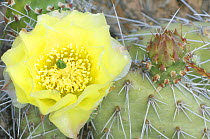 Desert Prickly Pear Cactus with yellow flower {Opuntia sp} Canyonlands NP, Utah, USA