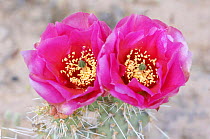 Desert Prickly Pear Cactus flowers {Opuntia sp} Canyonlands NP, Utah, USA