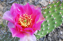 Desert Prickly Pear Cactus with pink flower {Opuntia sp}, Canyonlands NP, Utah, USA