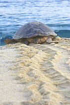 Loggerhead Turtle (Caretta caretta) making tracks towards the sea, Yakushima, Nagata, Japan
