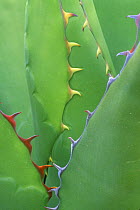 Agave (Agave genus) close-up, Desert Botanical Museum, Phoenix, Arizona