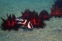 Juvenile Red emperor fish {Lutjanus sebae} seeking shelter amongst Radiant sea / False fire urchins {Astropyga radiata}, Lembeh Strait, North Sulawesi, Indonesia