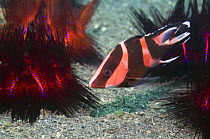 Juvenile Red emperor fish {Lutjanus sebae} seeking shelter amongst Radiant sea / False fire urchins {Astropyga radiata}, Lembeh Strait, North Sulawesi, Indonesia