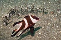 Juvenile Red emperor {Lutjanus sebae} following a school of Striped catfish {Plutosus lineatus} feeding on the sand, in the hope of catching flushed out prey, Lembeh Strait, North Sulawesi, Indonesia