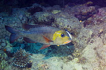 Bigeye emperor {Monotaxis grandoculis} being cleaned by Cleaner wrasse {Labroides dimidiatus}, Red Sea, Egypt