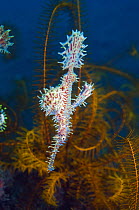 Ornate ghostpipefish {Solenostomus paradoxus} swimming vertical for camouflage, Lembeh Strait, Sulawesi, Indonesia