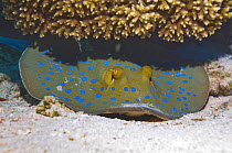 Bluespotted / Ribbontail stingray {Taeniura lymna} hiding under coral, Red Sea, Egypt