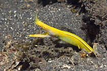 Ribbon moray eel (Rhinomuraena quaesita) female emerging from crevice, North Sulawesi, Indonesia