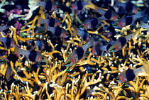 Blackbelted cardinalfish (Archamia zosterophora), large numbers sheltering in branching fire coral. North Sulawesi, Indonesia.