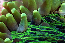Close up of Mushroom coral (Heliofungia actiniformis) with polyps partially retracted. Bunaken, Sulawesi, Indonesia.